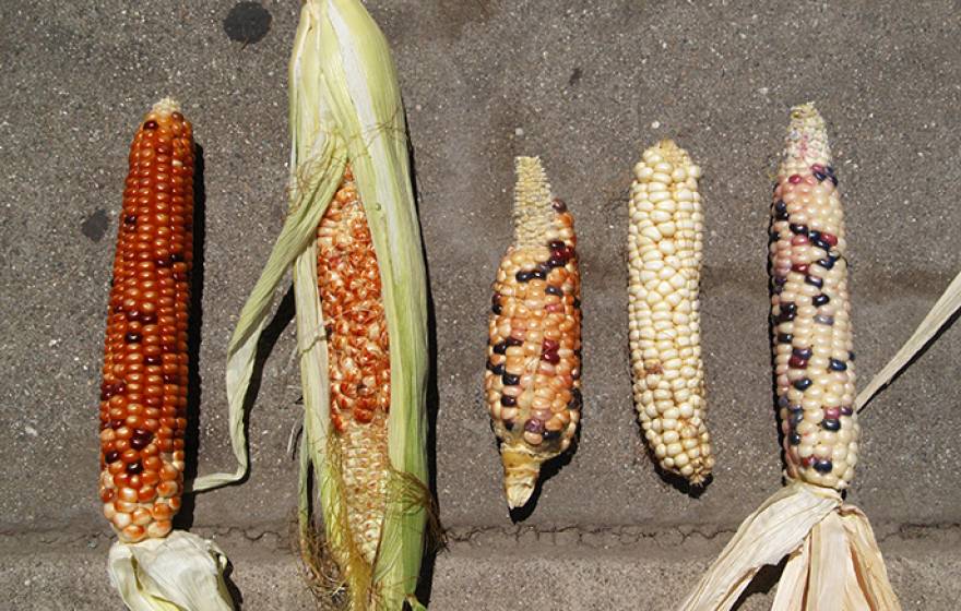 A sampling of the diversity of corn found in Southern California urban gardens.