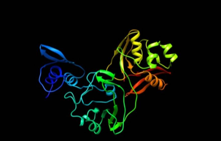 Image of newly mapped coronavirus protein, called Nsp15, which helps the virus replicate.