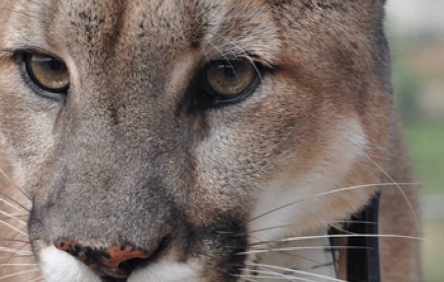 cougar