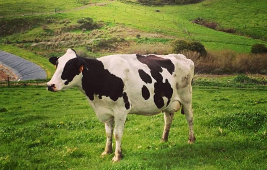 Cow