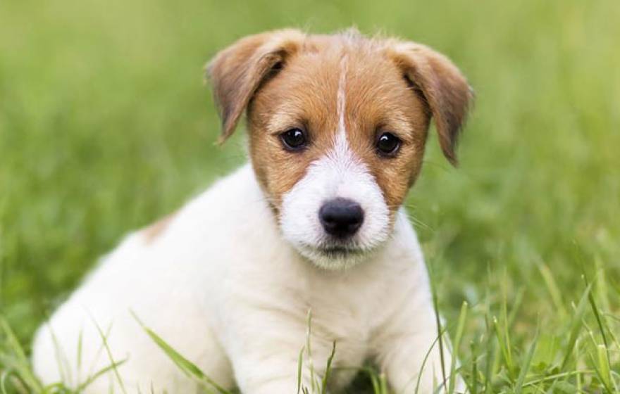 Cute puppy in the grass