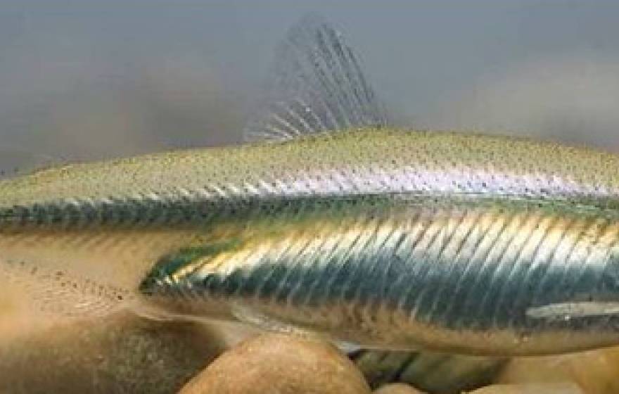 Delta smelt