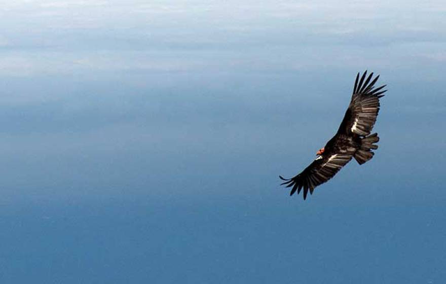 California condor (UC Davis)