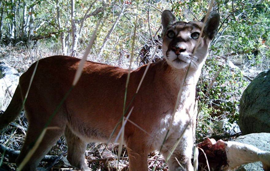 mountain lion