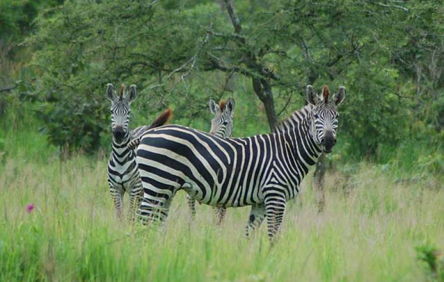 zebras