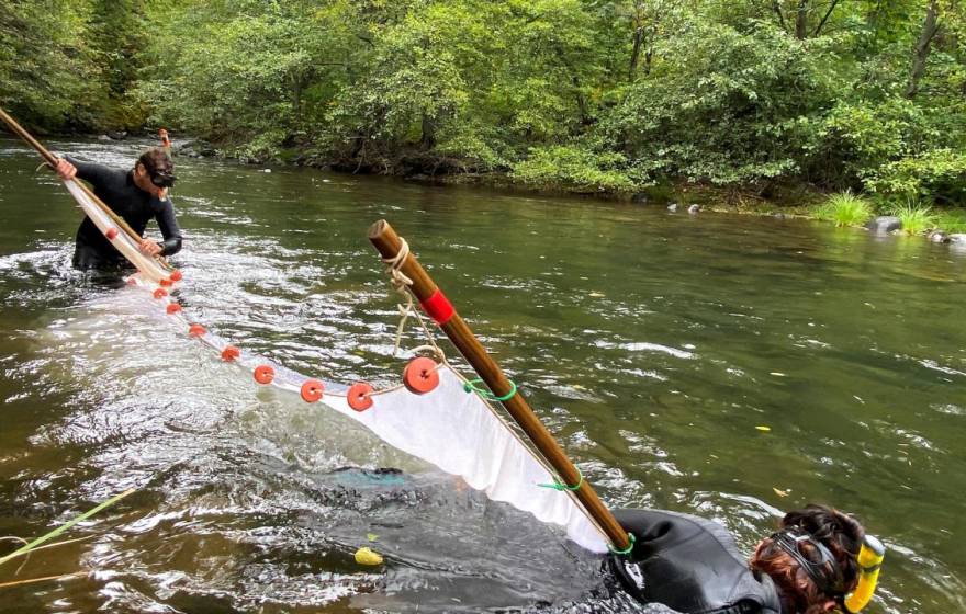 Two men in snorkels and wet suits extend a net in a creek