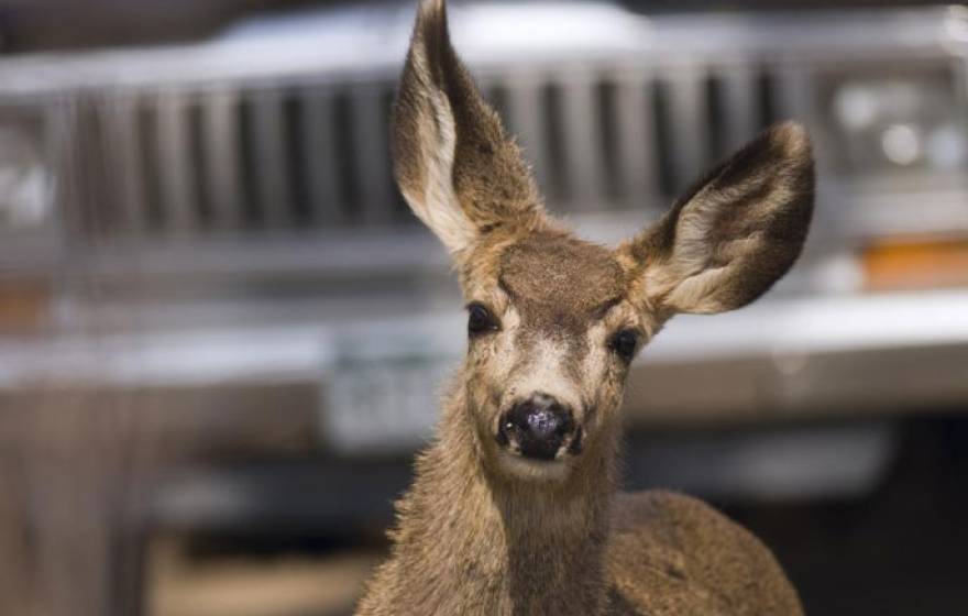 UC Davis deer study