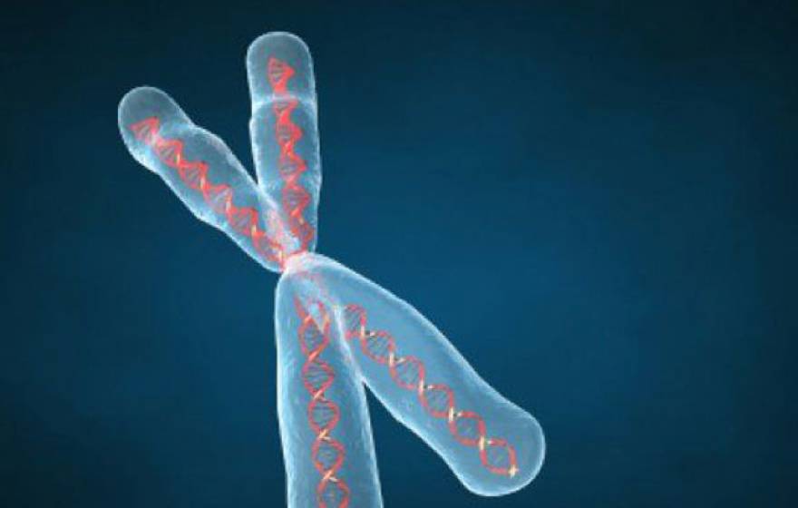 DNA Chromosome
