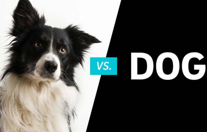 Dog vs dog UC San Diego