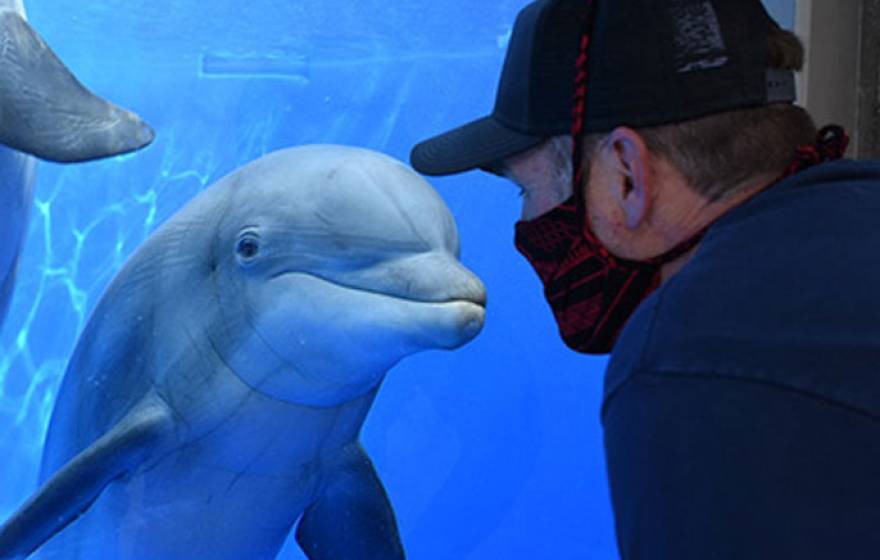 Dolphin encountering a man with a mask