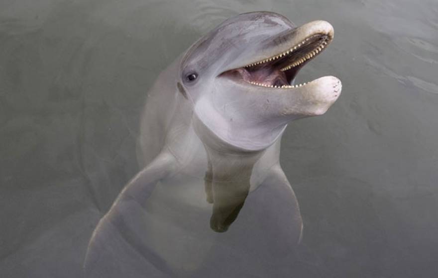 Dolphin UC San Diego