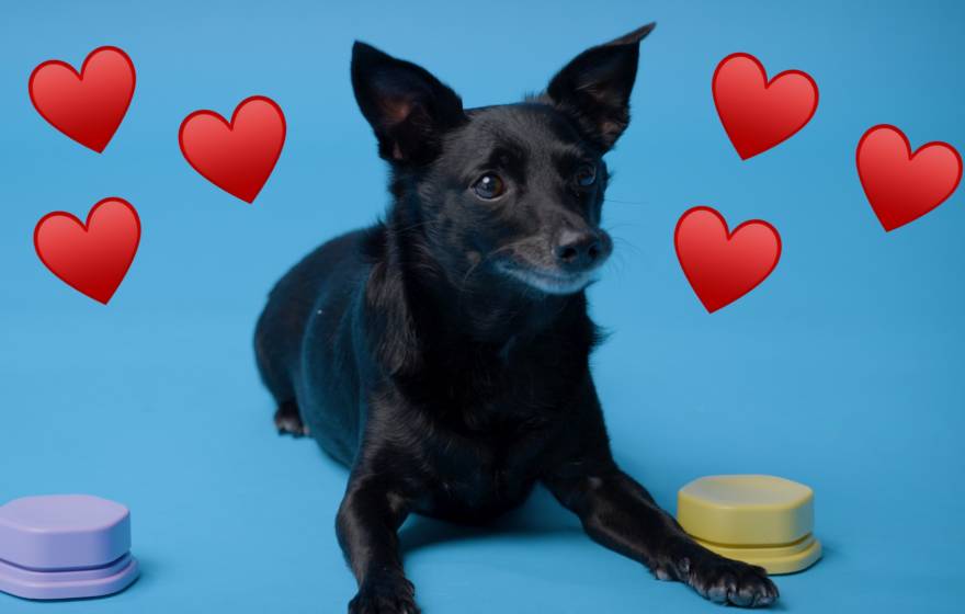 A black dog lying down alertly between two buttons with heart emojis next to him