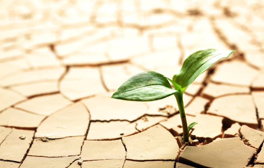 plant sprout in parched earth