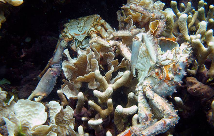 UC San Diego dying coral