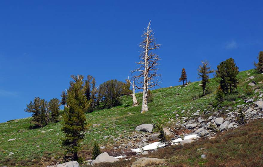 dying tree (iStock)