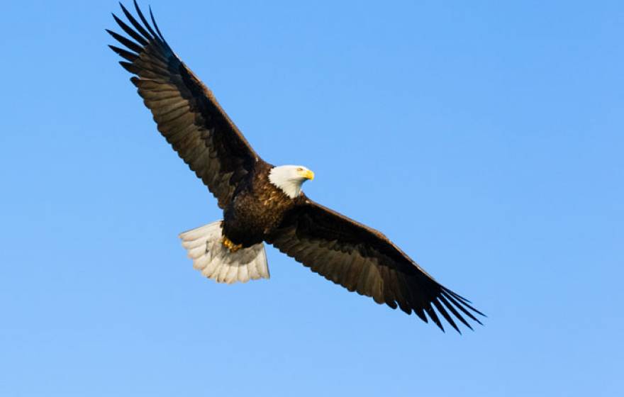 Eagle Kenneth Canning UC San Diego