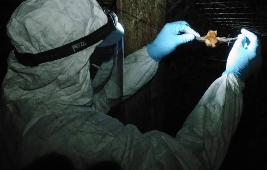 Scientist in hazmat suit holds bat