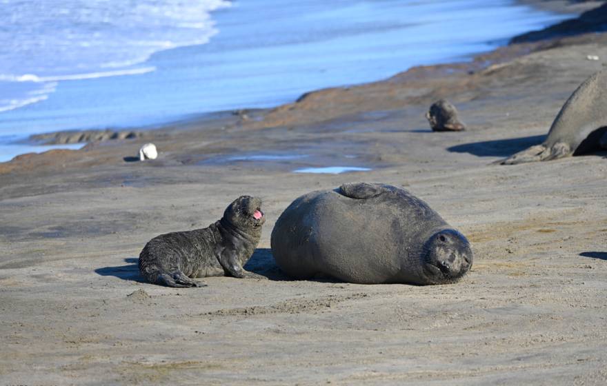 Elephant seal pup next to its mother on the beach