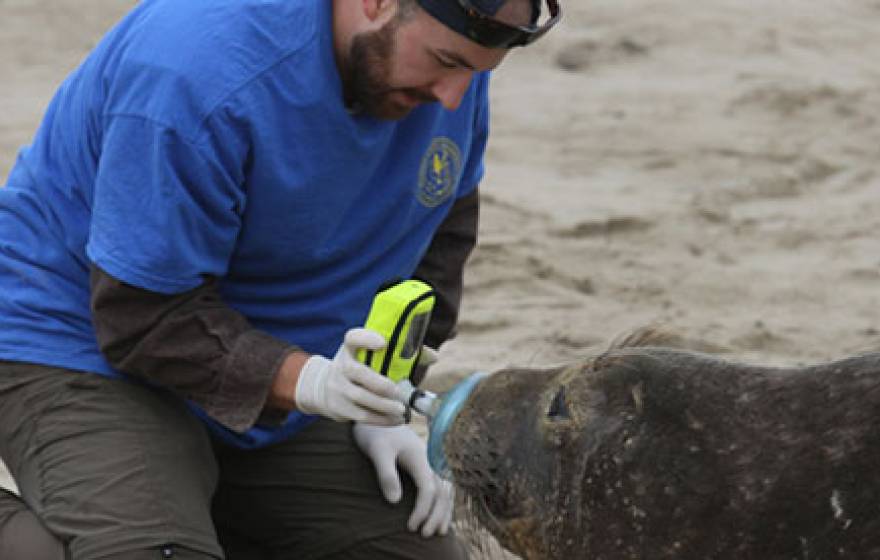 UC San Diego elephant seals 