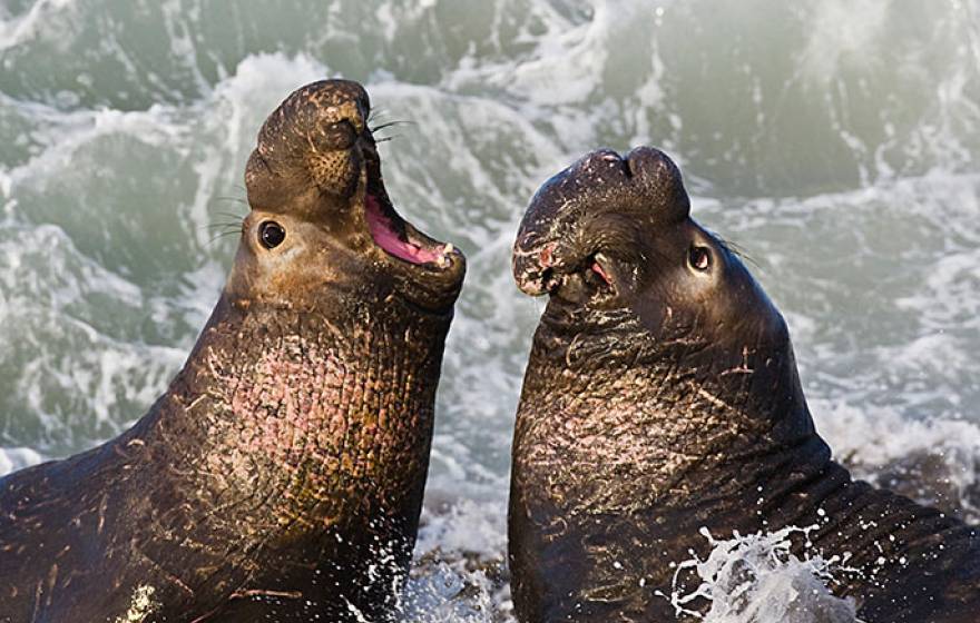 elephant seals