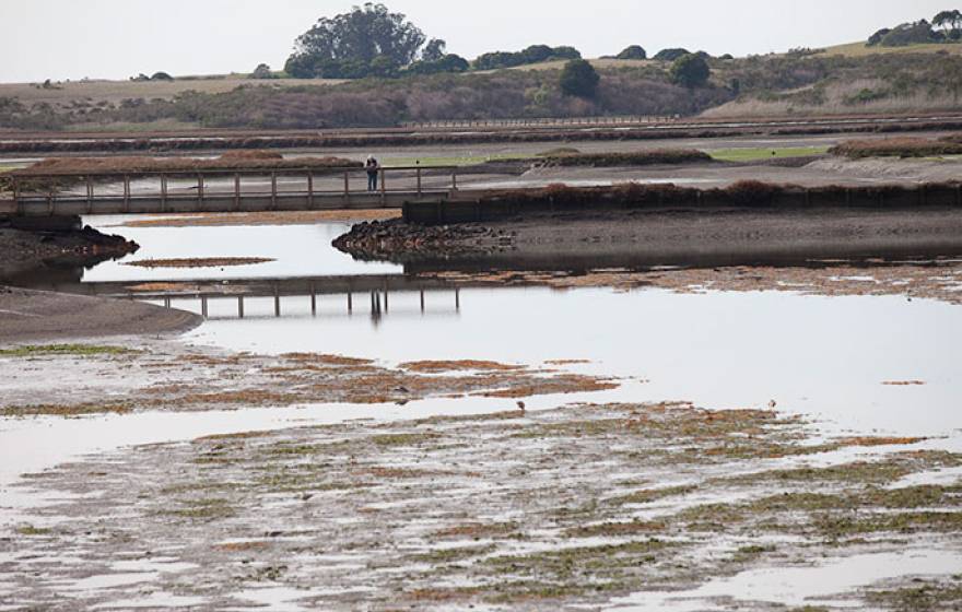 Elkhorn Slough