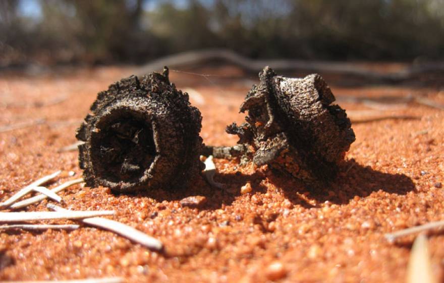 Australian eucalypts are under threat from climate change