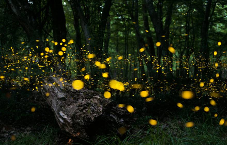UC Irvine fireflies
