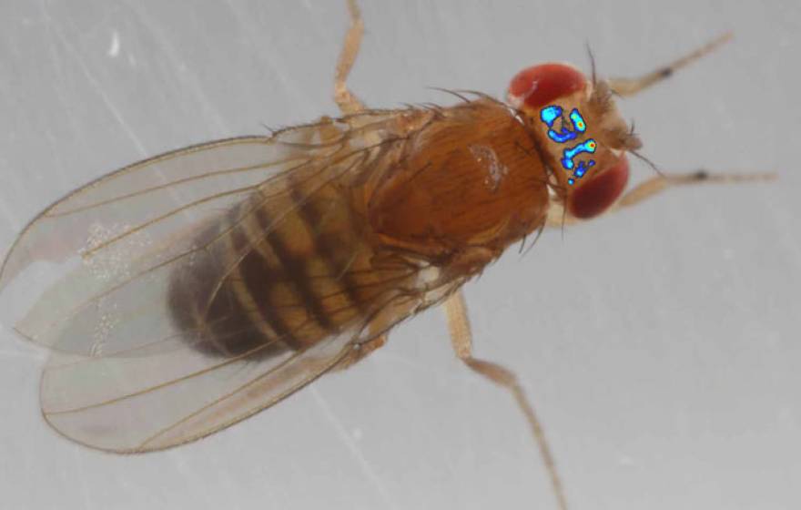 Fruit fly brain heatmap UC San Diego