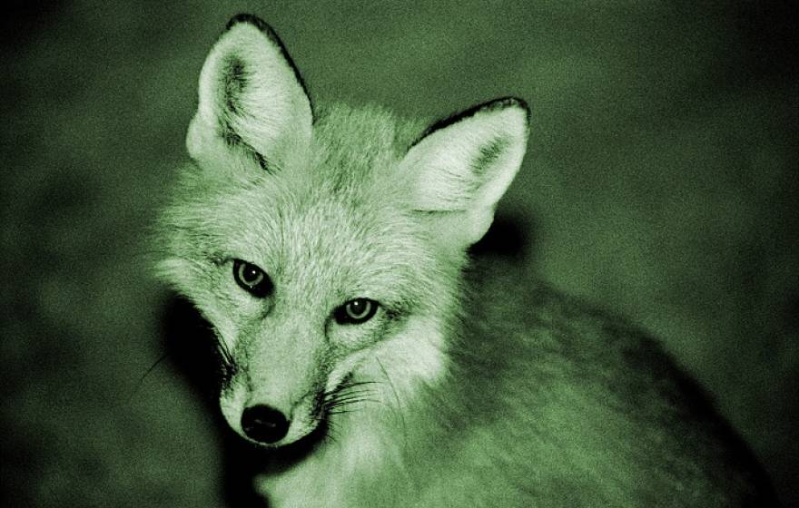 UC Berkeley fox at night 