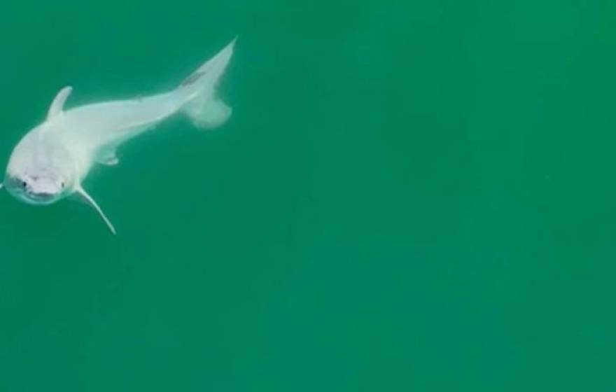 Great white shark baby in a green ocean