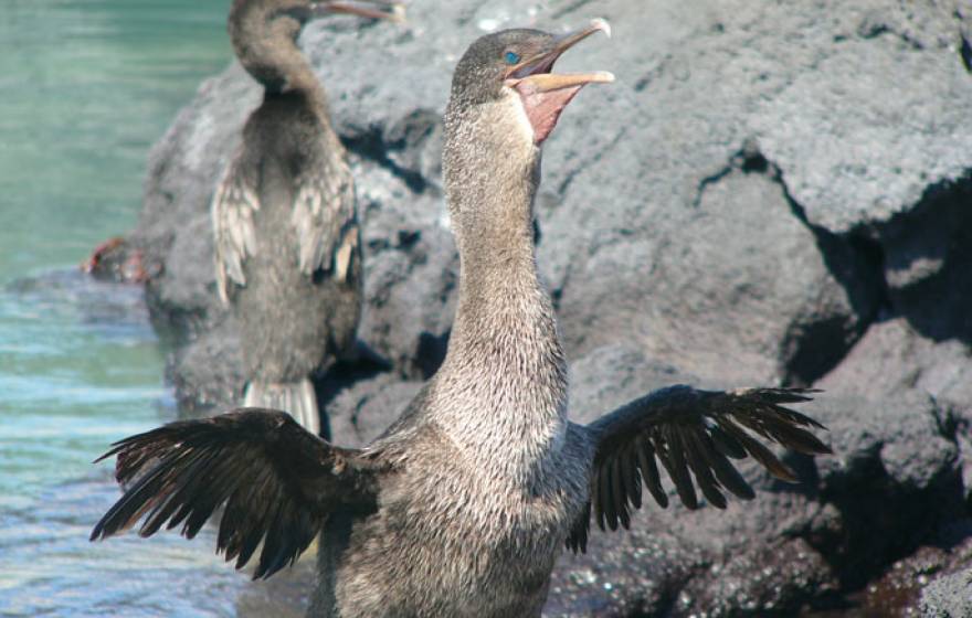 UCLA galapagos cormorant