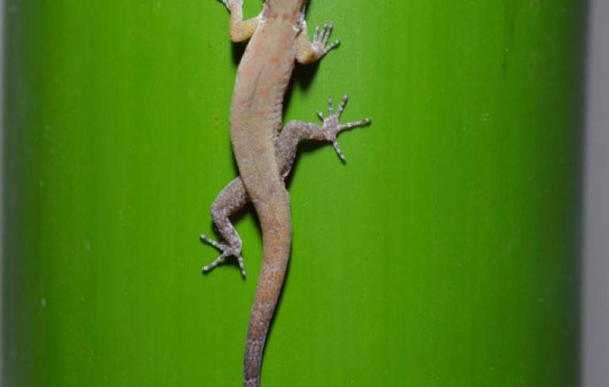 Gecko feet UC Riverside