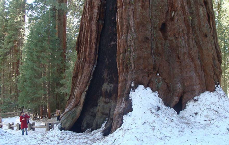 General Sherman tree