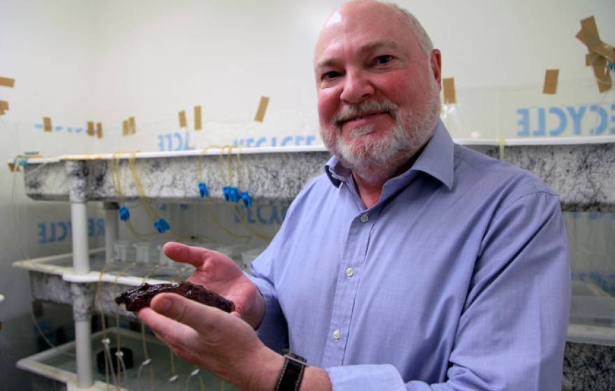 David Glanzman with marine snail