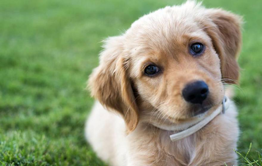 Golden retriever puppy looking winsomely at the camera