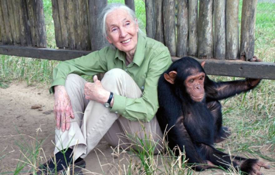 Jane Goodall sitting with a chimp