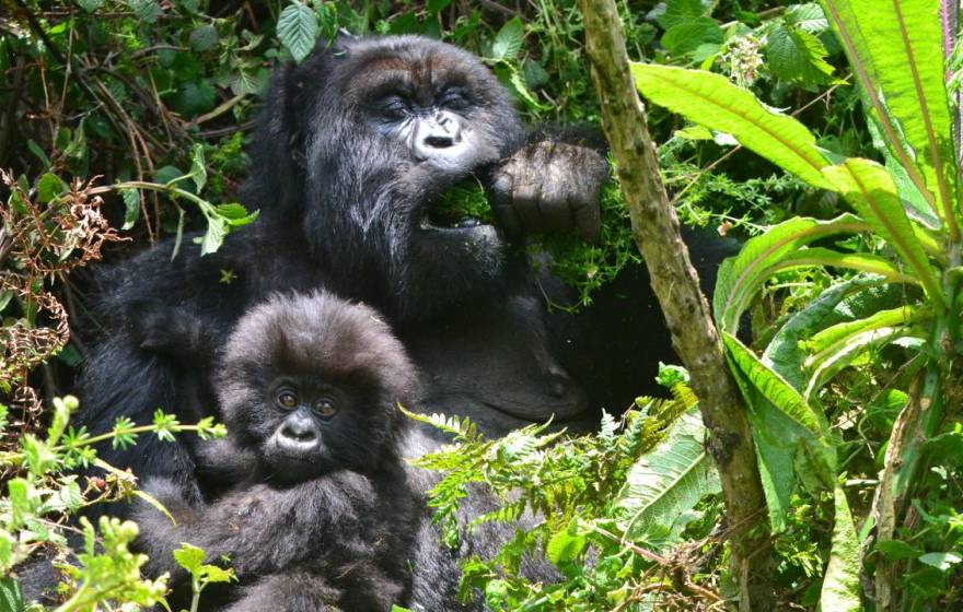 Gorilla mom and infant in the forest. Mom is eating