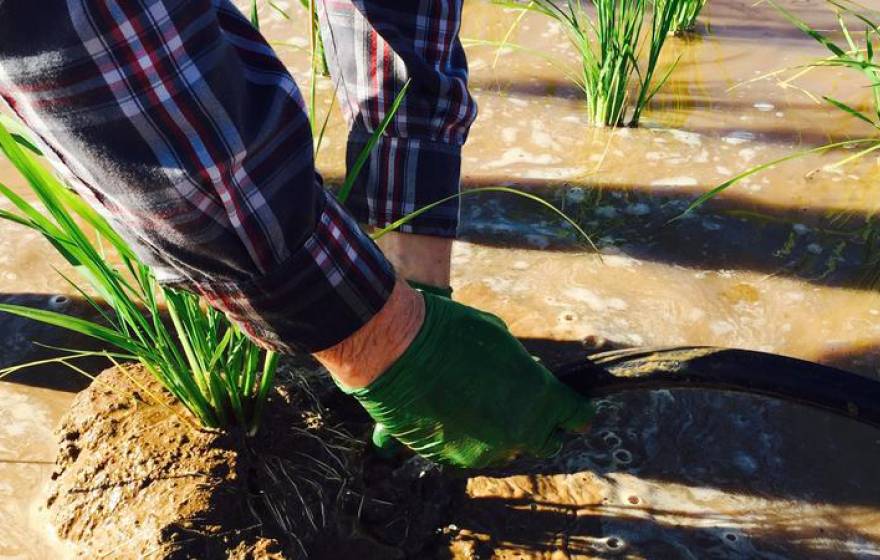 Someone gripping rice in a rice paddy