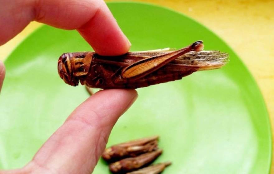 Grasshopper above a plate