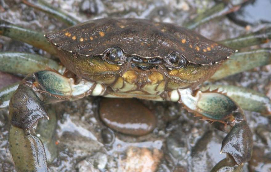 Green crab face