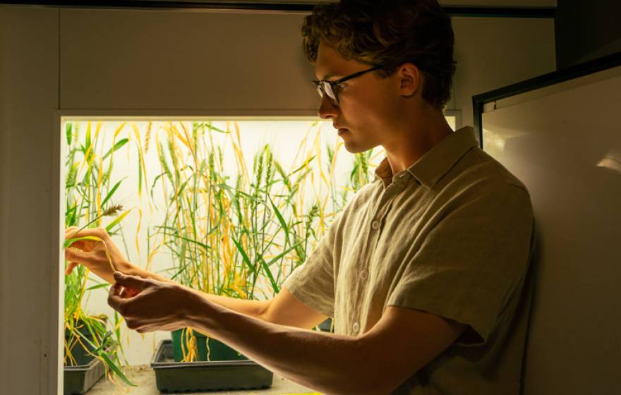 Evan Groover examines a rice plant growing in a brightly lit box