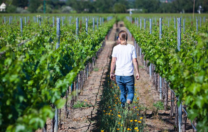 woman walks among rows of crops