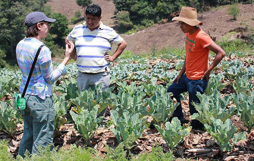 UC Davis Guatemala