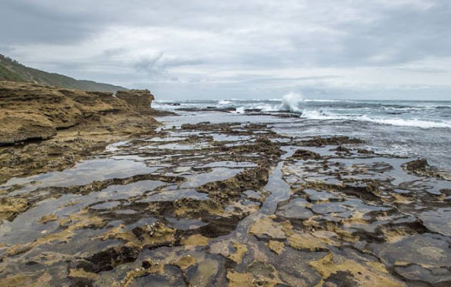 Tide pools California researchers