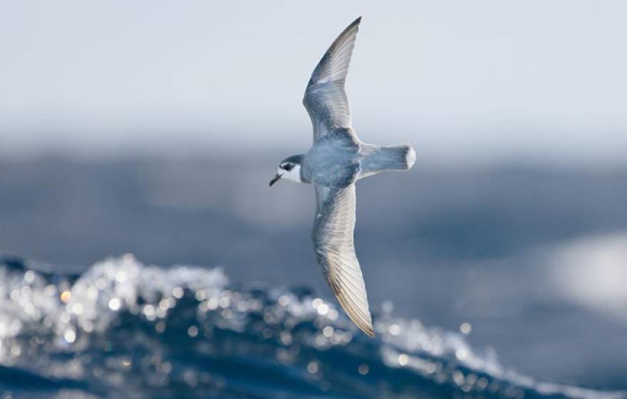 Some species of seabirds, including blue petrels, are particularly vulnerable to eating plastic debris at sea. 