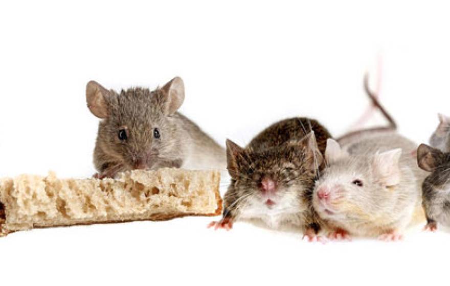 A row of content mice