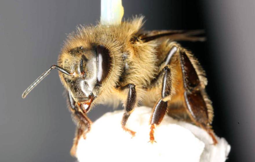 Honey bee pesticide