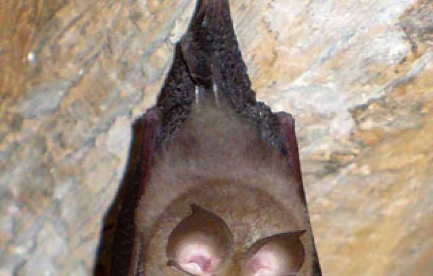 horseshoe bat