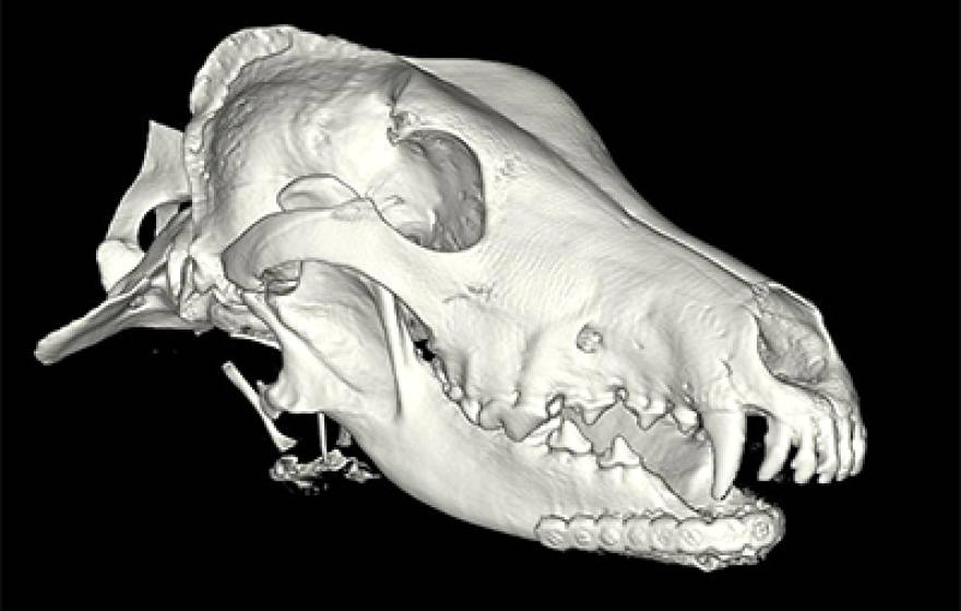 CT scan image of Hoshi&#039;s skull