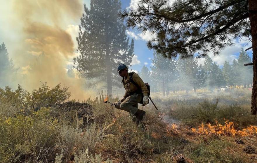 A firefighter performing a prescribed burn through brush with a tree to the side and trees in the background